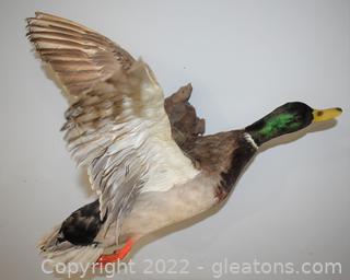 Mallard Drake Duck in Flight - Taxidermy Mount 